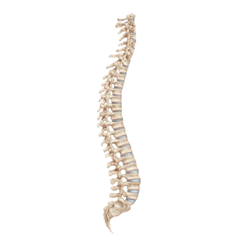 Columna vertebral EXOMED